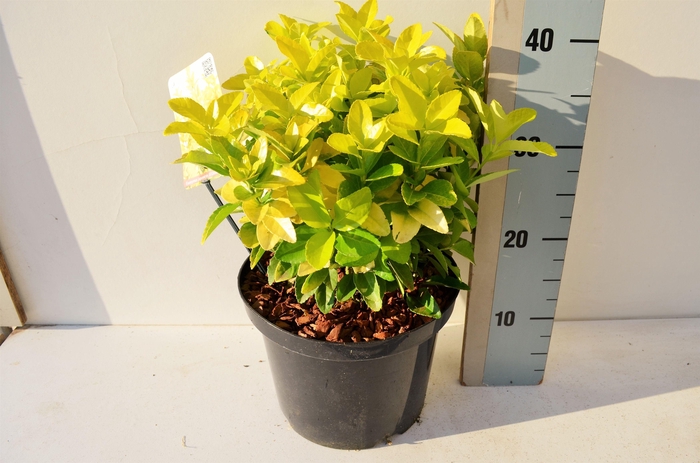 <h4>Euonymus jap El Dorado PBR</h4>