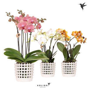 Kolibri Orchids Phalaenopsis Jewel mix 4 spike in Mesh pot white