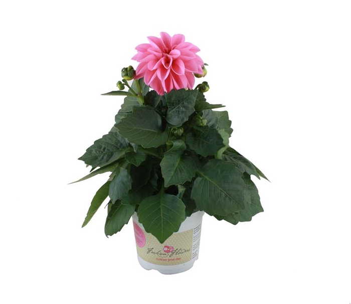 <h4>DAHLIA-HYBRID p11</h4>