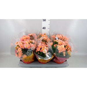 Begonia elat. DU 'Hailey Sunset'