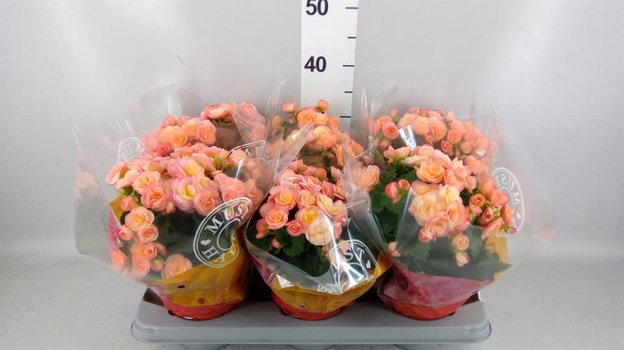 <h4>Begonia elat. DU 'Hailey Sunset'</h4>