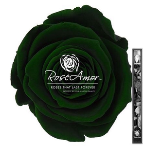 60cm Stem Gre02