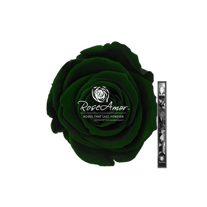 <h4>60cm Stem Gre02</h4>