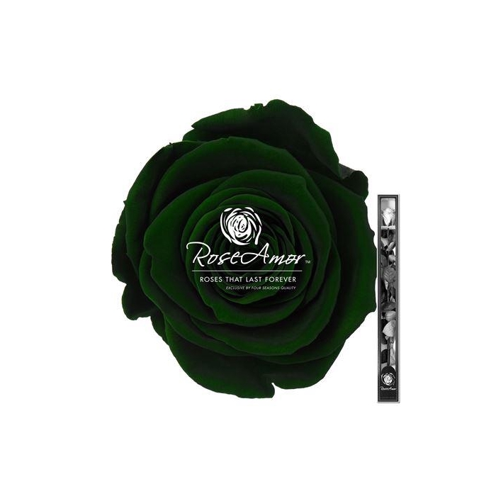 <h4>60cm Stem Gre02</h4>