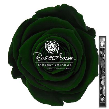 60cm Stem Gre02