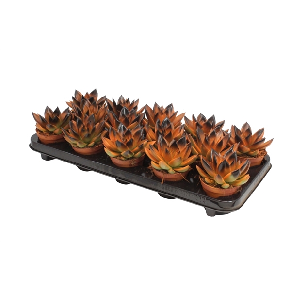 <h4>Echeveria Bicolor Orange/Black</h4>