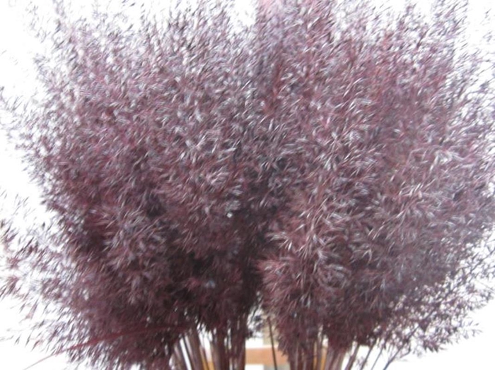 <h4>Calamagrostis Brachy Aubergine</h4>