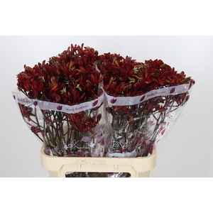 Anigozanthos Red