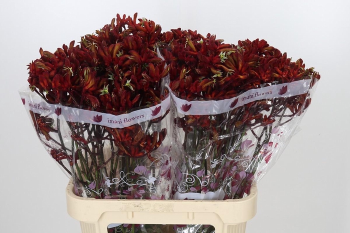 <h4>Anigozanthos Red</h4>