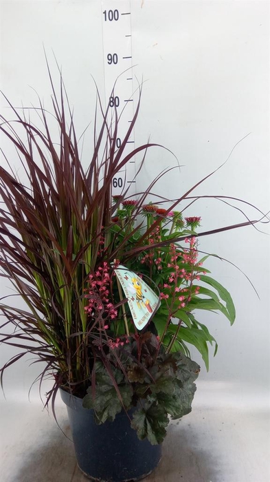 <h4>Vaste pltn   ...       [Perennials]</h4>