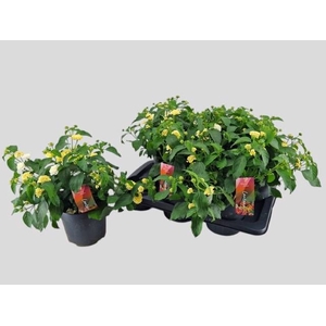 LANT C HAVANA WHITE