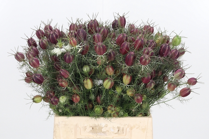 <h4>Nigella Zaad Rood</h4>