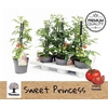 arr8 Tomatenplanten
