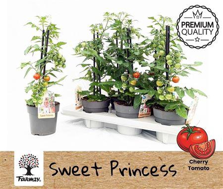 arr8 Tomatenplanten