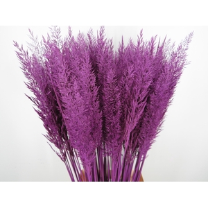 CALAMAGROSTIS BRACHY PAARS