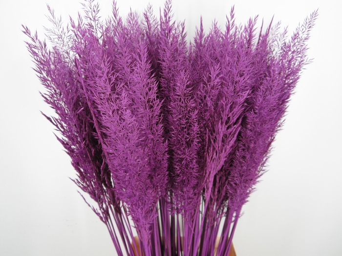 <h4>CALAMAGROSTIS BRACHY PAARS</h4>