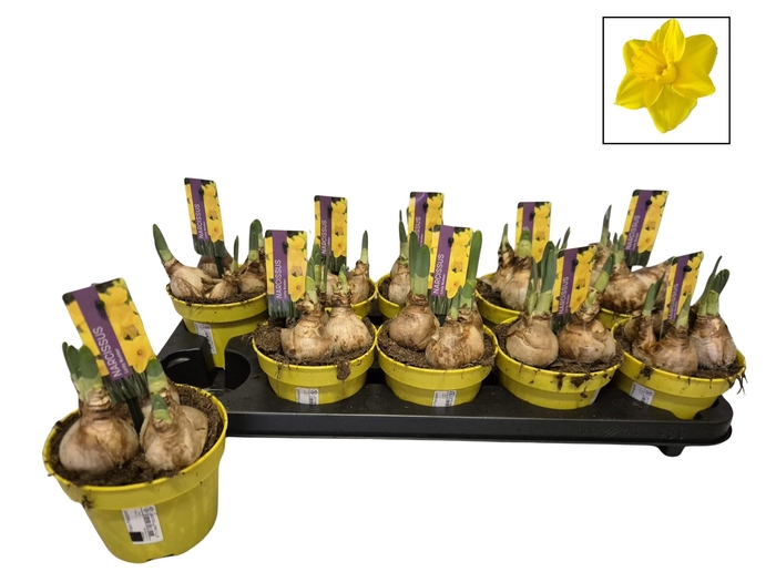 <h4>NARC T LUCKY NUMBER</h4>