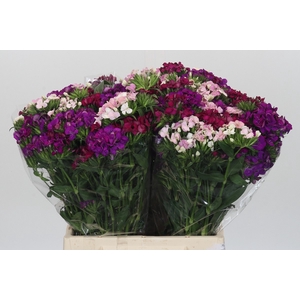 Dianthus Br Gemengd