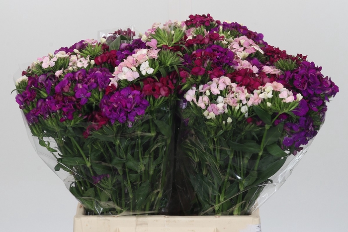 <h4>Dianthus Br Gemengd</h4>