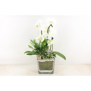 arr2 PL - Glas pot 4kant Phal. wit 968/2