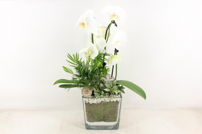 <h4>arr2 PL - Glas pot 4kant Phal. wit 968/2</h4>