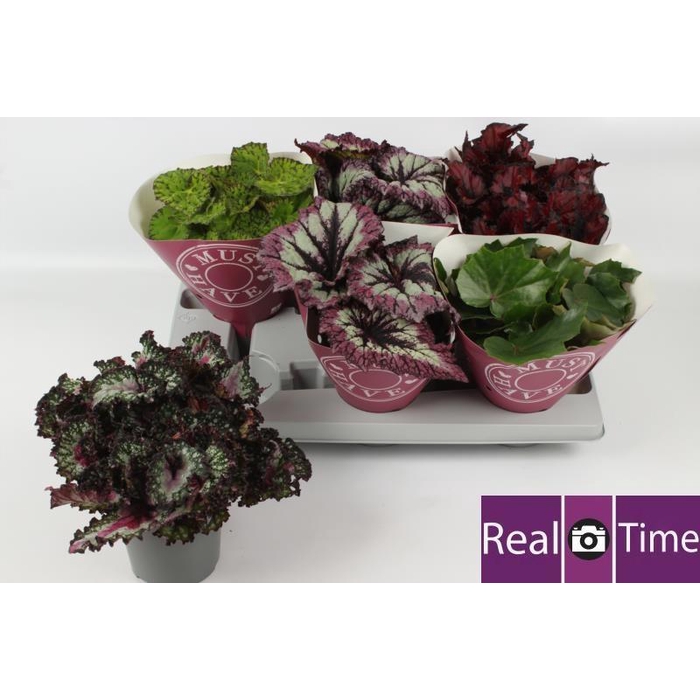 <h4>BEG BEL GEM</h4>