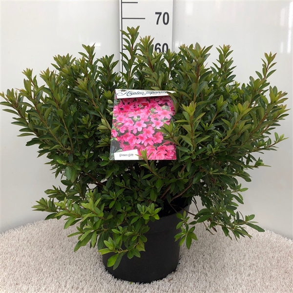 <h4>Rhodo. (AJ) 'Mad. van Hecke' pink</h4>