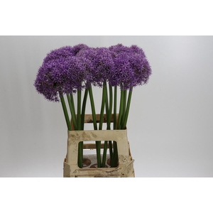 Allium Dutchman
