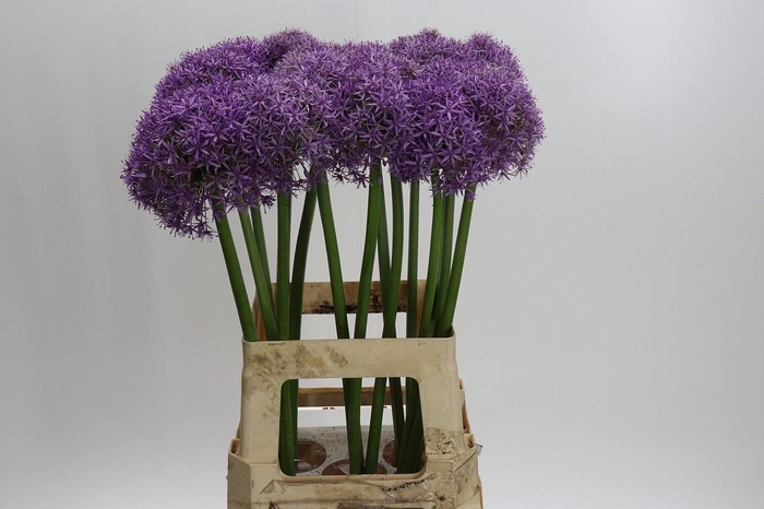 Allium Dutchman