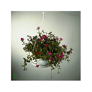 PORTULACA