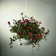 <h4>PORTULACA</h4>