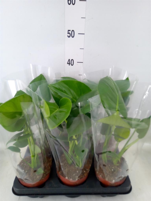 <h4>Monstera   ...</h4>