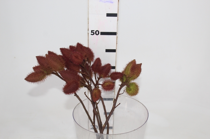 <h4>FOLHAGEM URUCUM</h4>