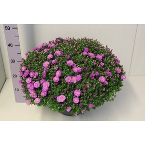 ASTER D AL LIGH PINK