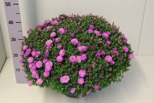 <h4>ASTER D AL LIGH PINK</h4>