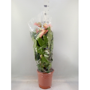 Anthurium  'Summer Love Imp'