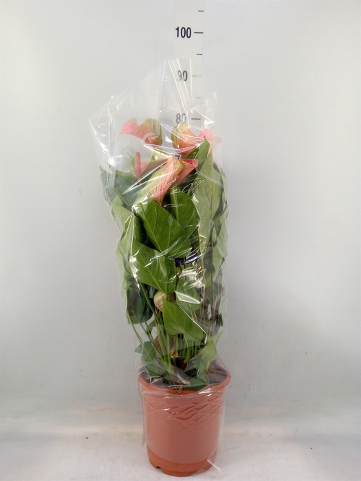 <h4>Anthurium  'Summer Love Imp'</h4>