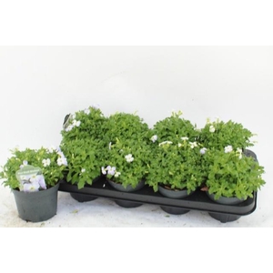 AUBR F BLUE BLUSH BI