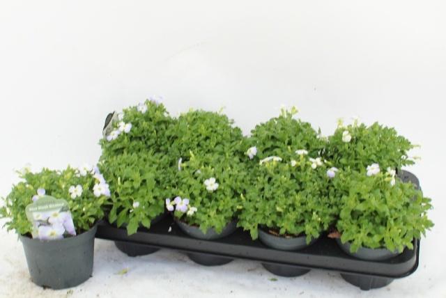 <h4>AUBR F BLUE BLUSH BI</h4>