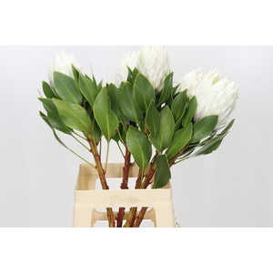 Protea Cyn. Ayoba Arctic Ice