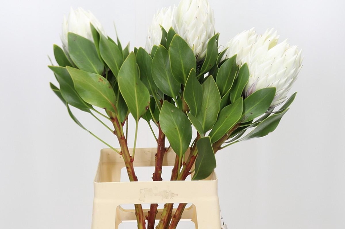 <h4>Protea Cyn. Ayoba Arctic Ice</h4>
