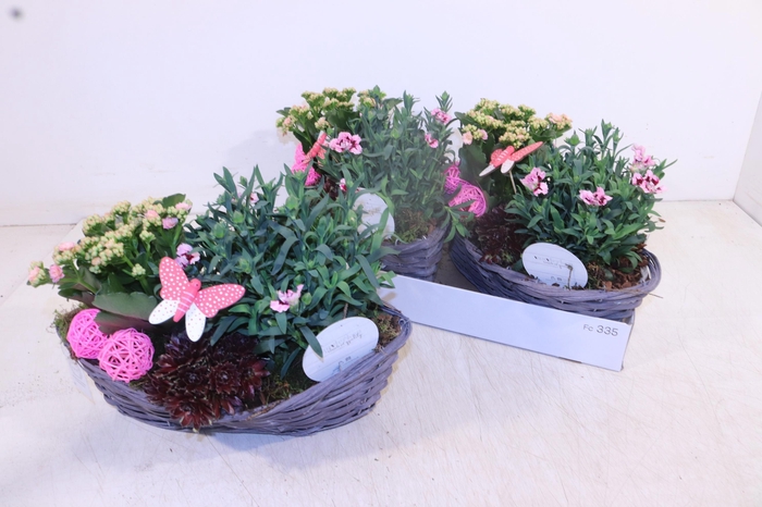 <h4>ARR TUINPLANTEN</h4>