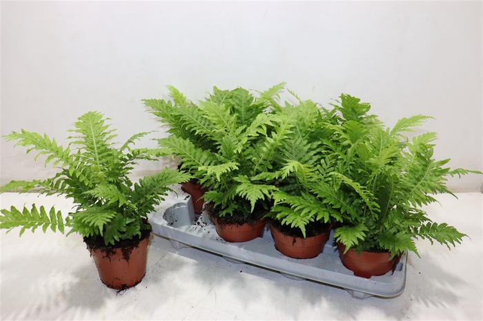 <h4>Blechnum Silver Lady</h4>
