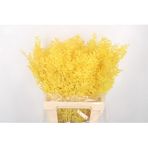 Ruscus. Yellow Per Stem