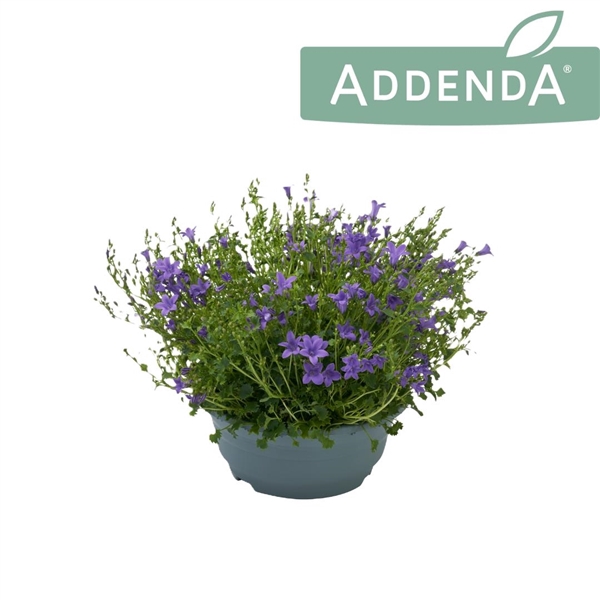 <h4>Campanula Ambella Intense Purple Schaal</h4>