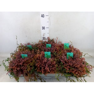 Selaginella uncinata 'Peacock'