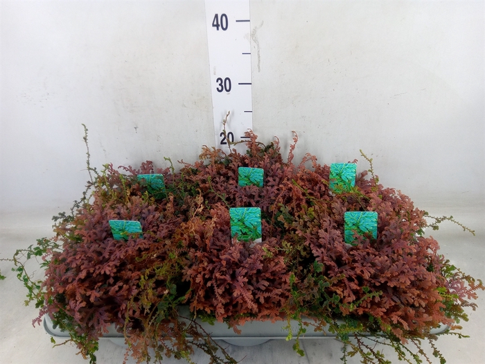 <h4>Selaginella uncinata 'Peacock'</h4>
