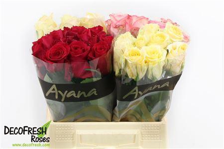 <h4>R Gr Gem In Fust</h4>