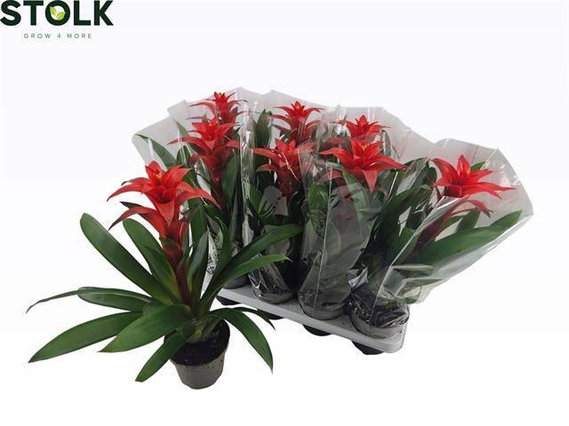 <h4>GUZM AMORETTO</h4>