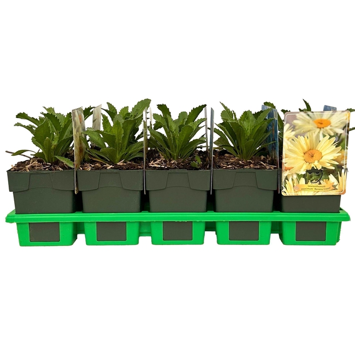 Leucanthemum Banana Cream